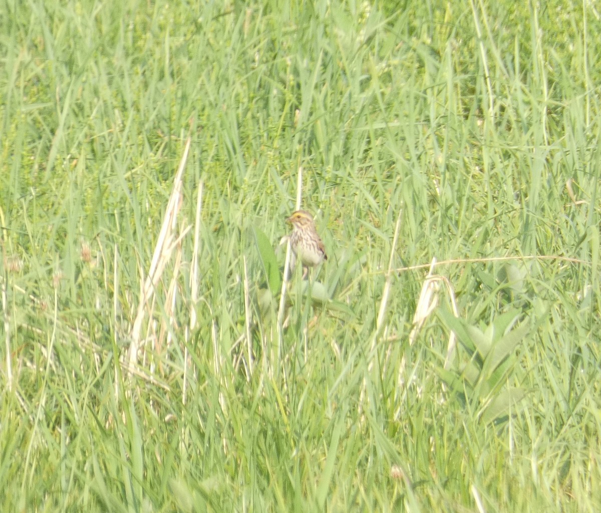 Savannah Sparrow (Savannah) - ML622888104