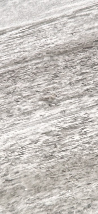 Piovanello tridattilo - ML622888134