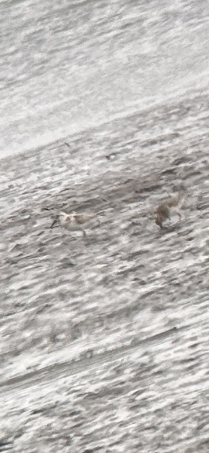 Piovanello tridattilo - ML622888135