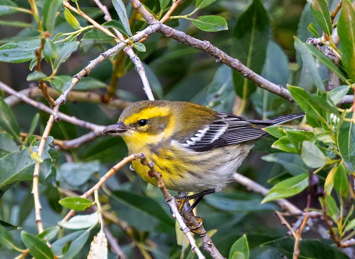 Townsend's Warbler - ML622888143