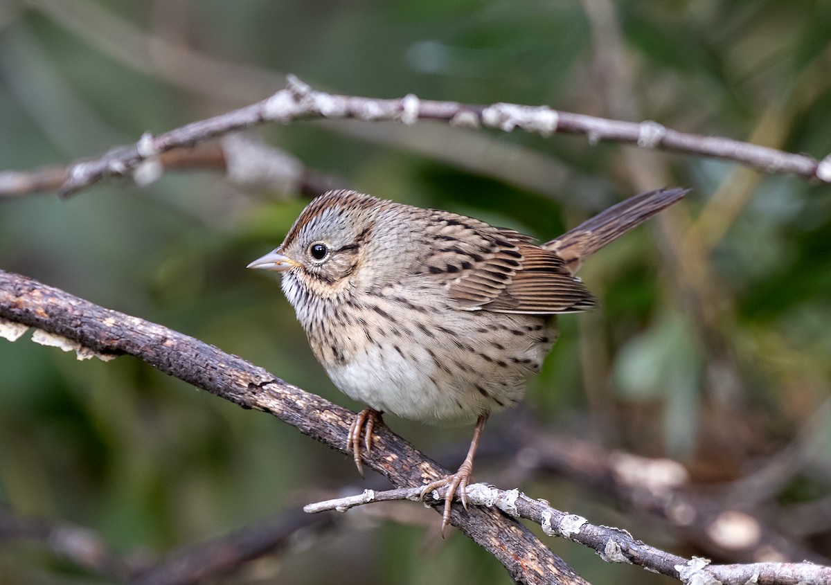 Lincoln's Sparrow - ML622888153