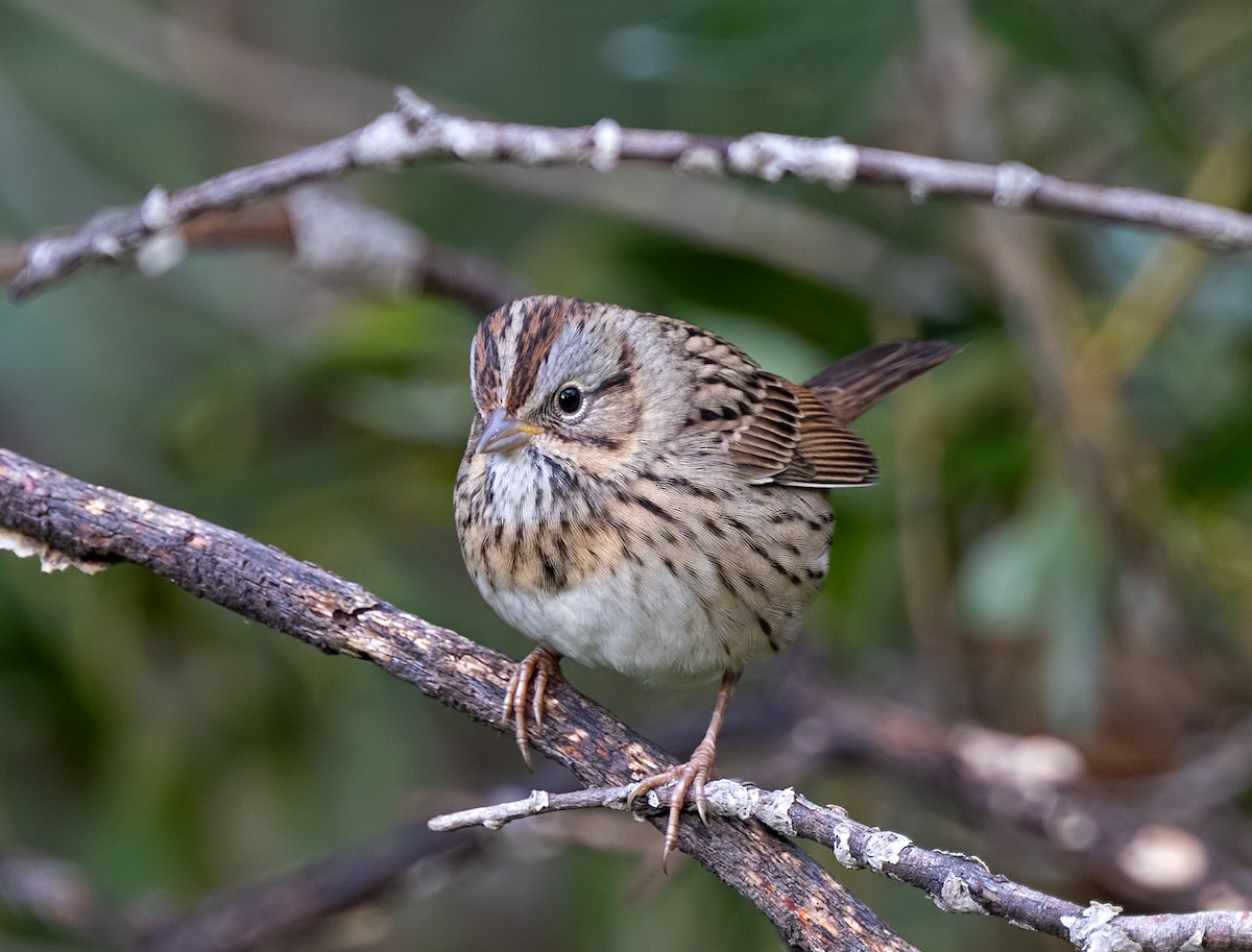 Lincoln's Sparrow - ML622888156