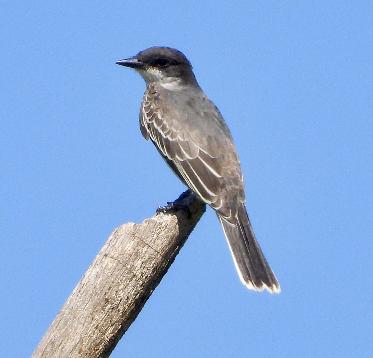 Eastern Kingbird - Stella Miller