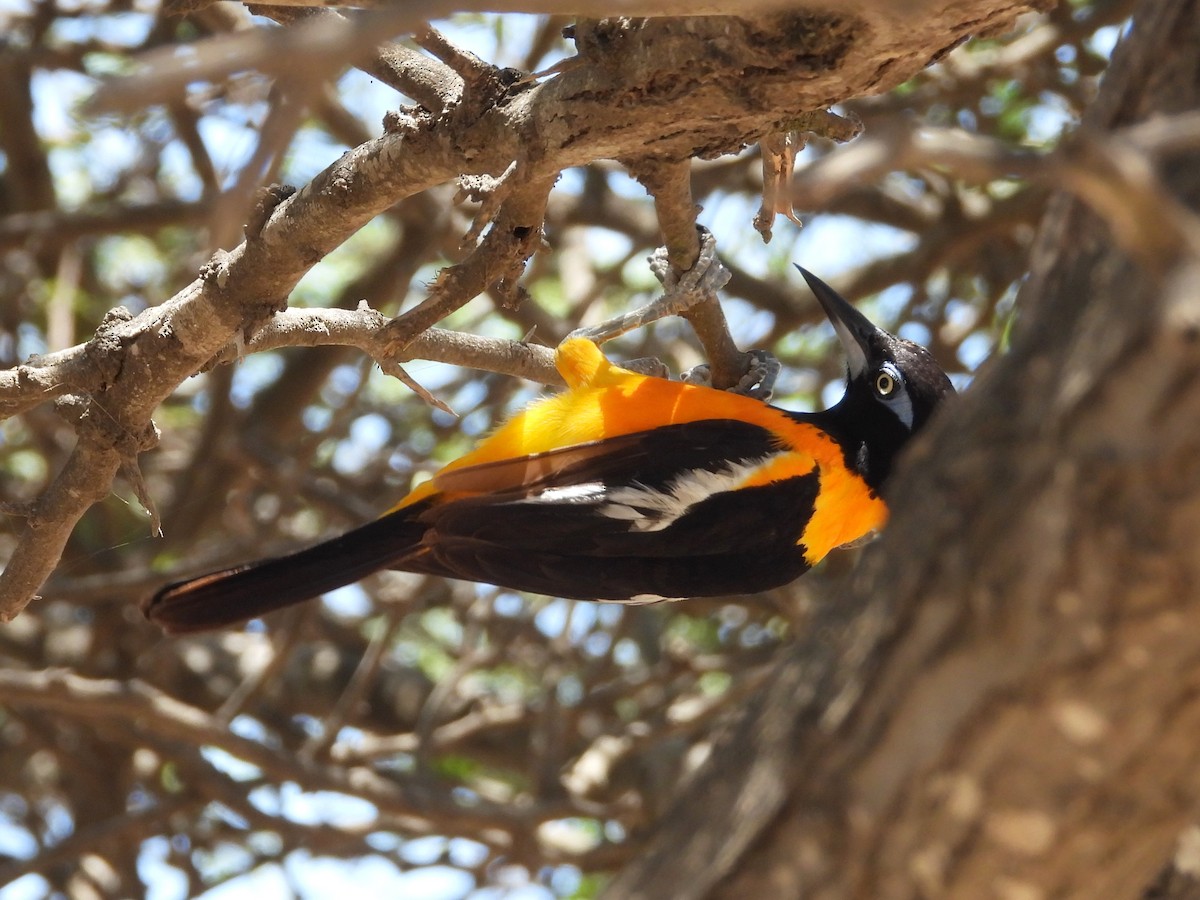 Venezuelan Troupial - ML622888194