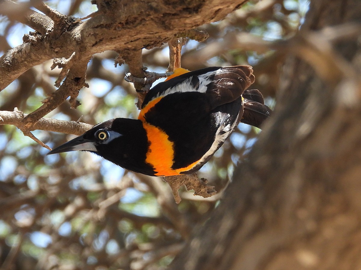 Venezuelan Troupial - ML622888195