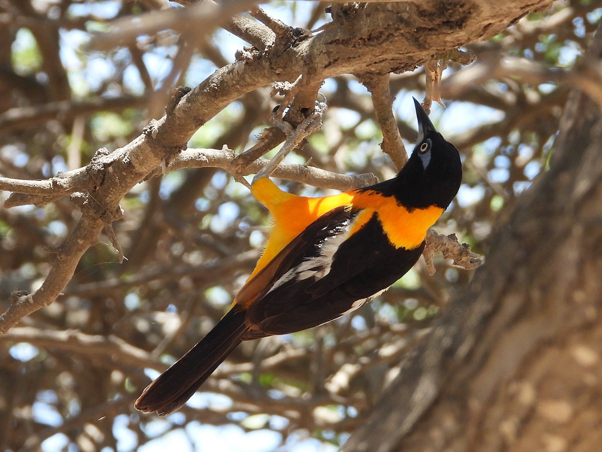 Venezuelan Troupial - ML622888196