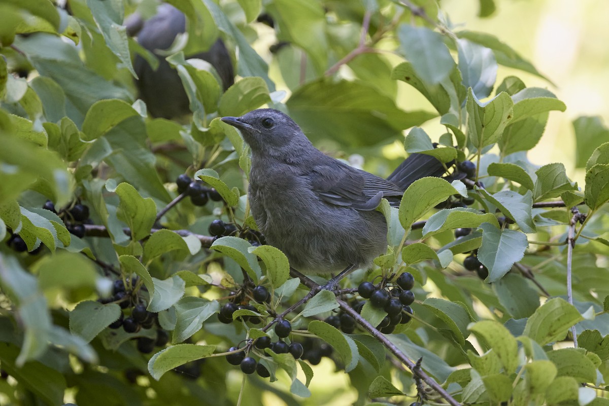 Gray Catbird - ML622888218