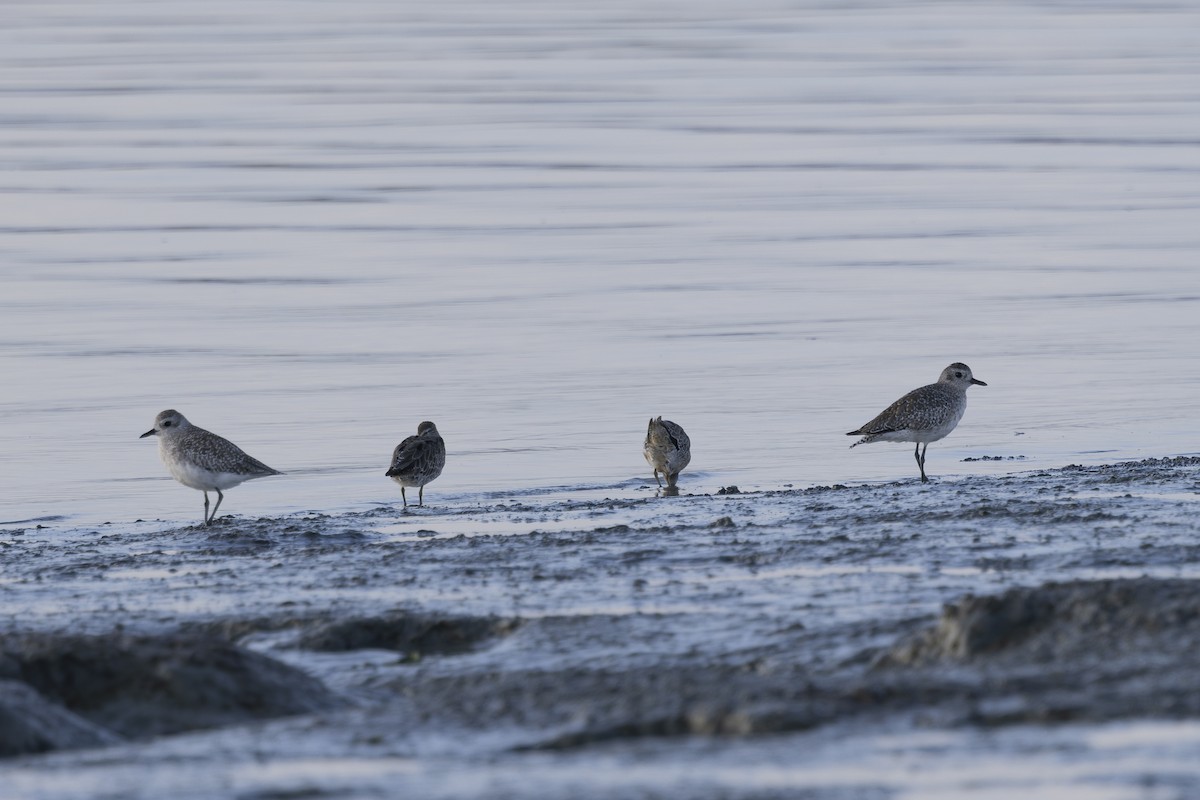 Black-bellied Plover - ML622888259