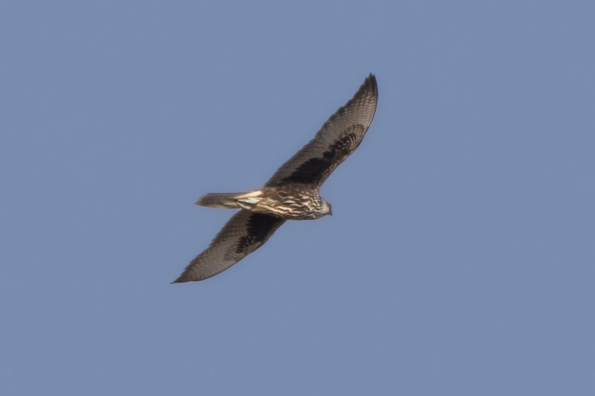 Saker Falcon - ML622888261