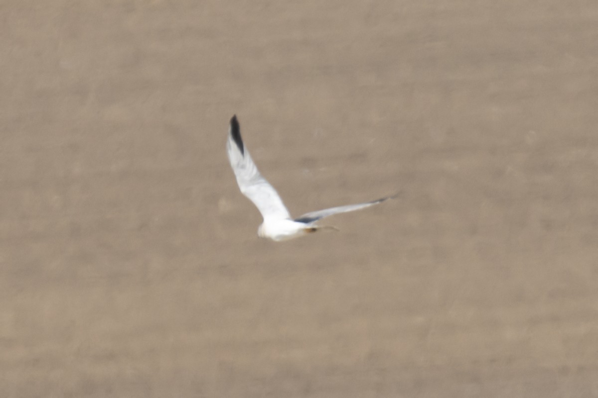 Pallid Harrier - ML622888298