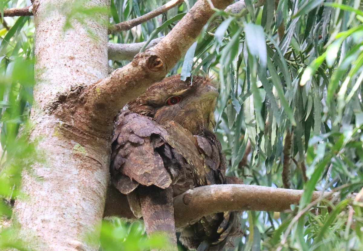 Papuan Frogmouth - Wayne Paes