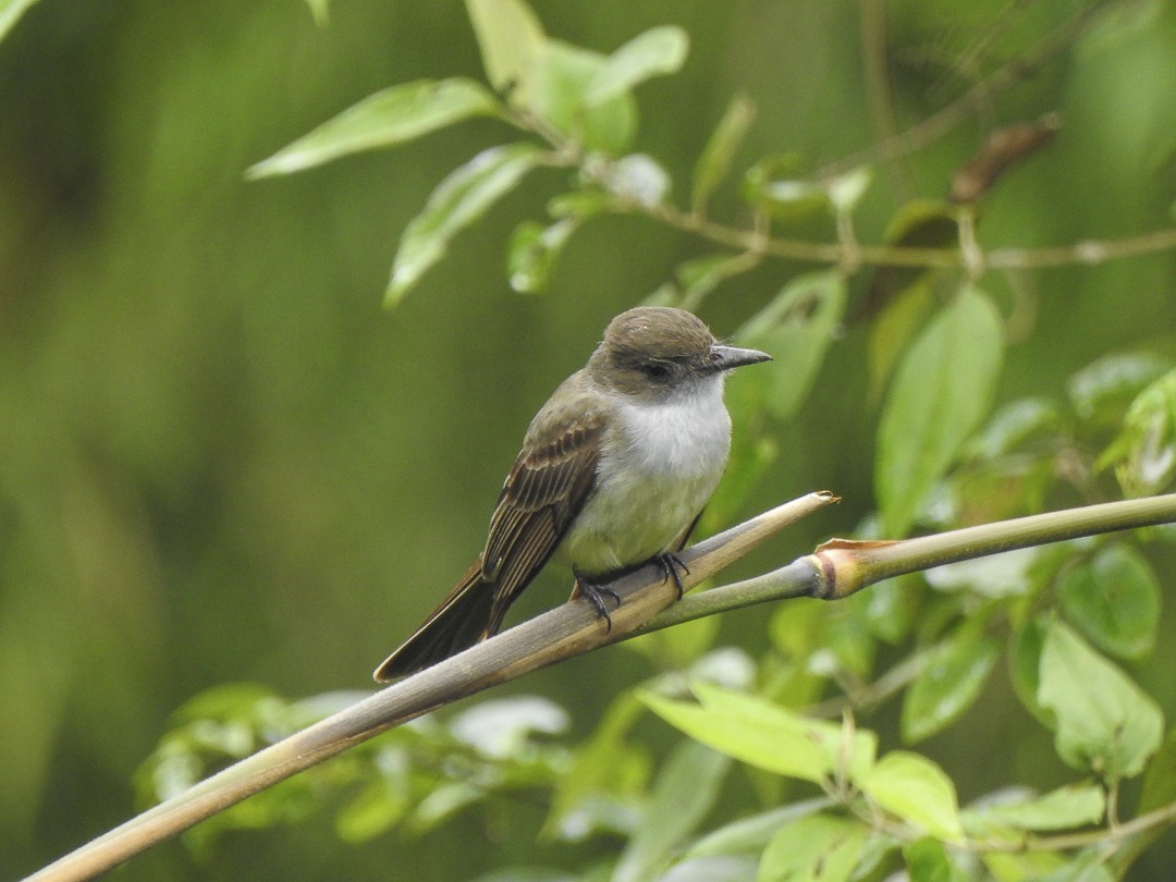 Swainson's Flycatcher - ML622888343