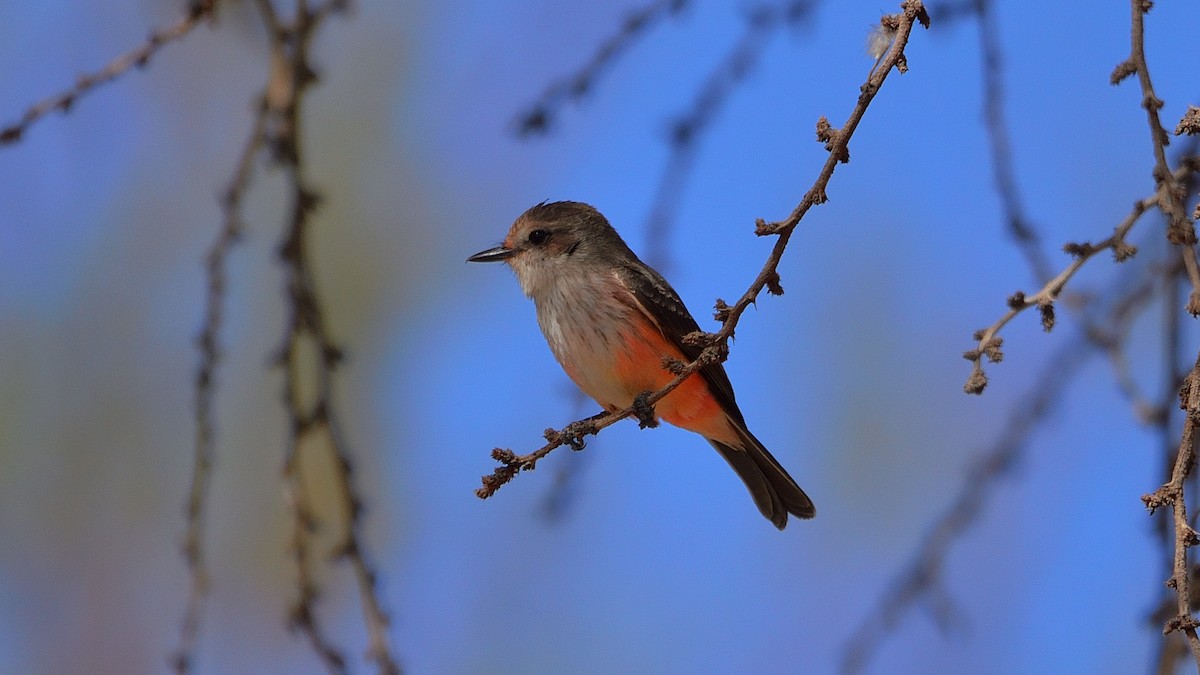 Vermilion Flycatcher - ML622888358