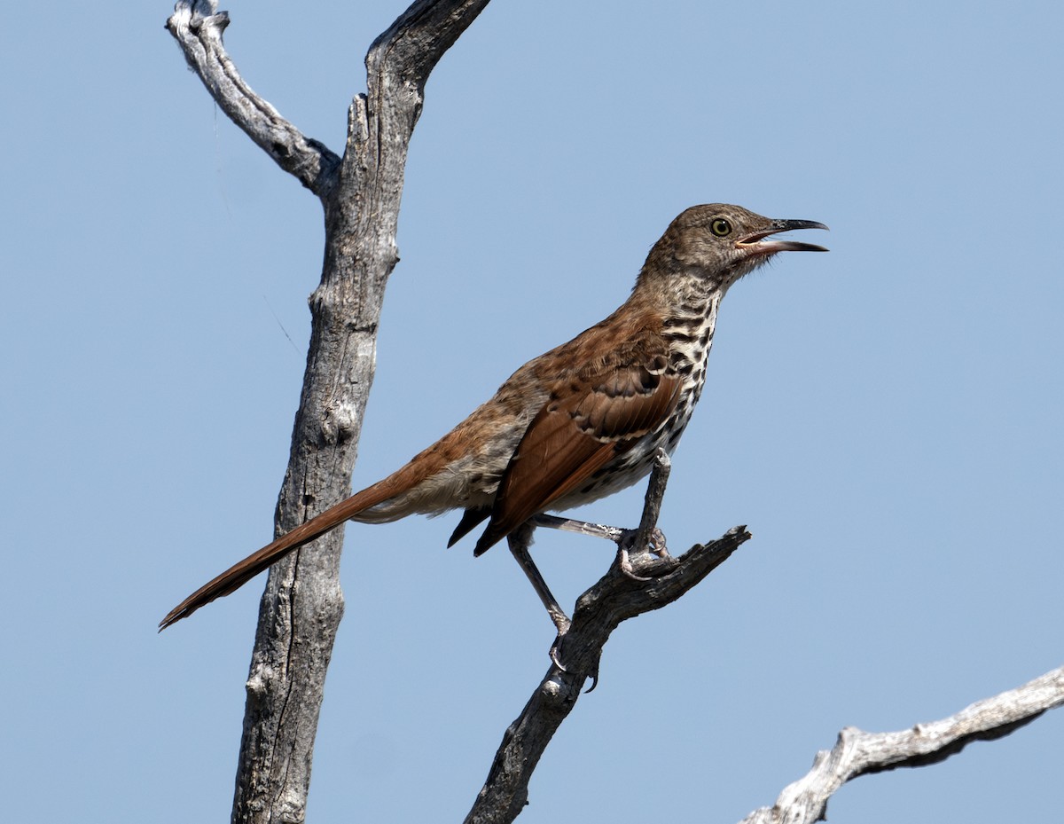 Brown Thrasher - ML622888370