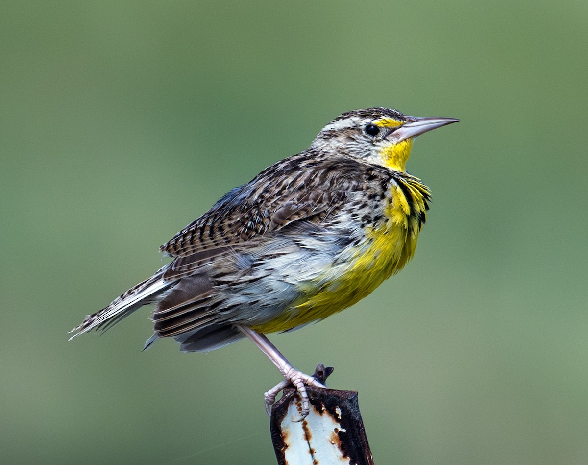 Western Meadowlark - ML622888377