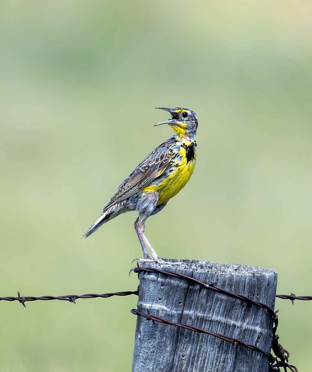 Western Meadowlark - ML622888378