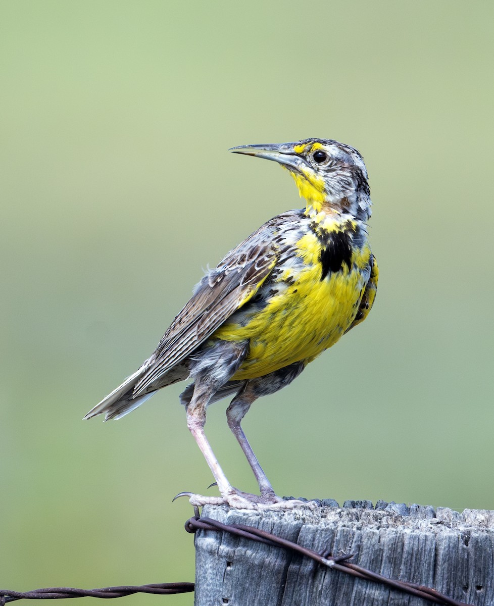 Western Meadowlark - ML622888379