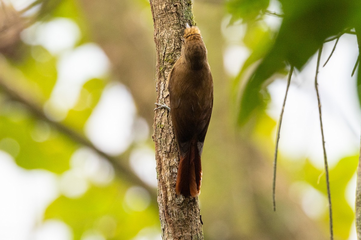 Plain-winged Woodcreeper (Plain-winged) - ML622888401