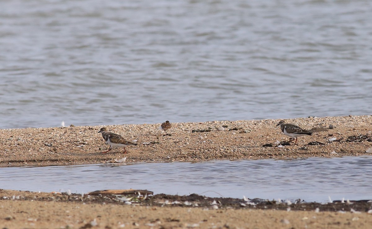 Ruddy Turnstone - Joanne Smith