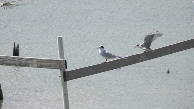 Forster's Tern - ML622888472