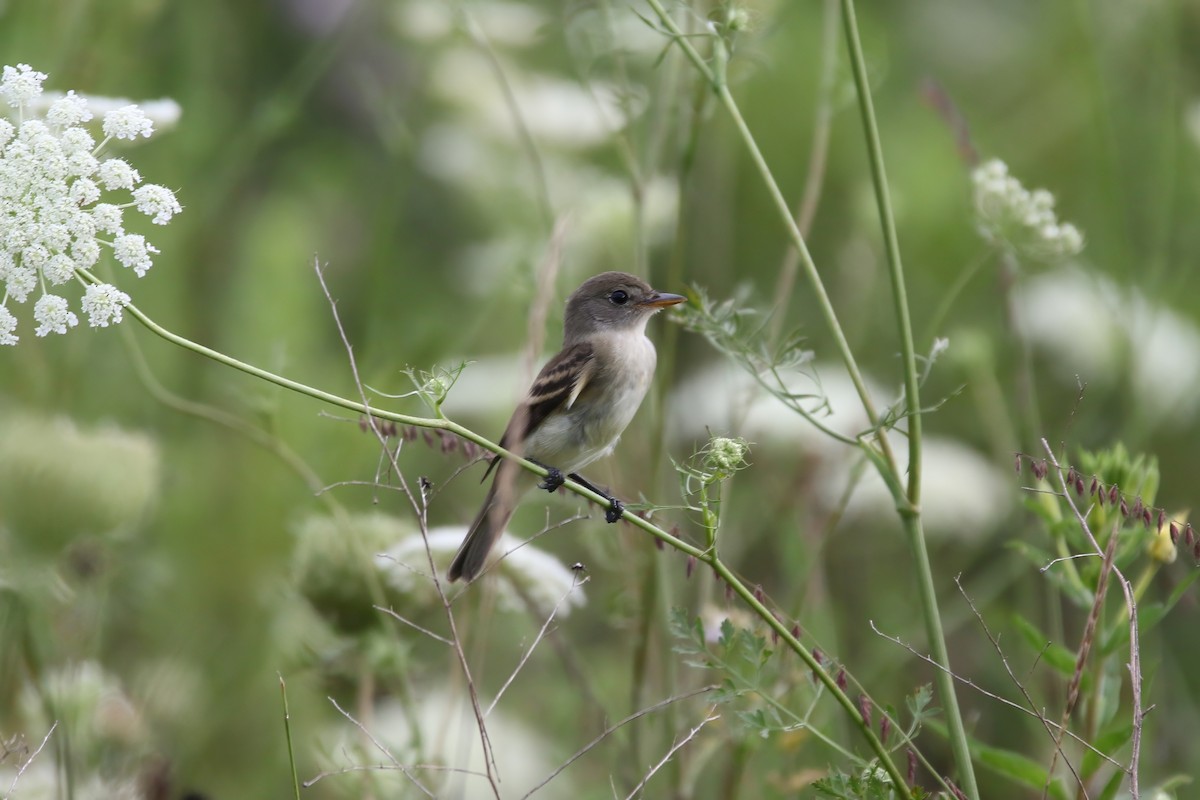 Willow Flycatcher - Jeffrey Timmer