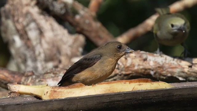 ヒゲフウキンチョウ - ML622888501