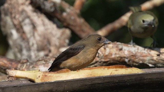 Black-goggled Tanager - ML622888501