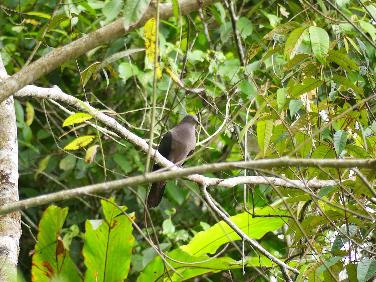 Plumbeous Pigeon - ML622888525