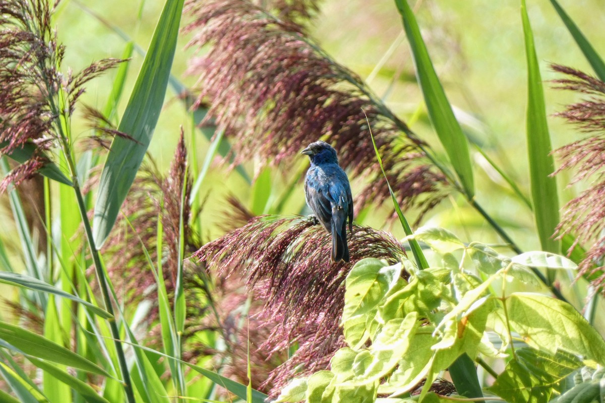 Indigo Bunting - ML622888554