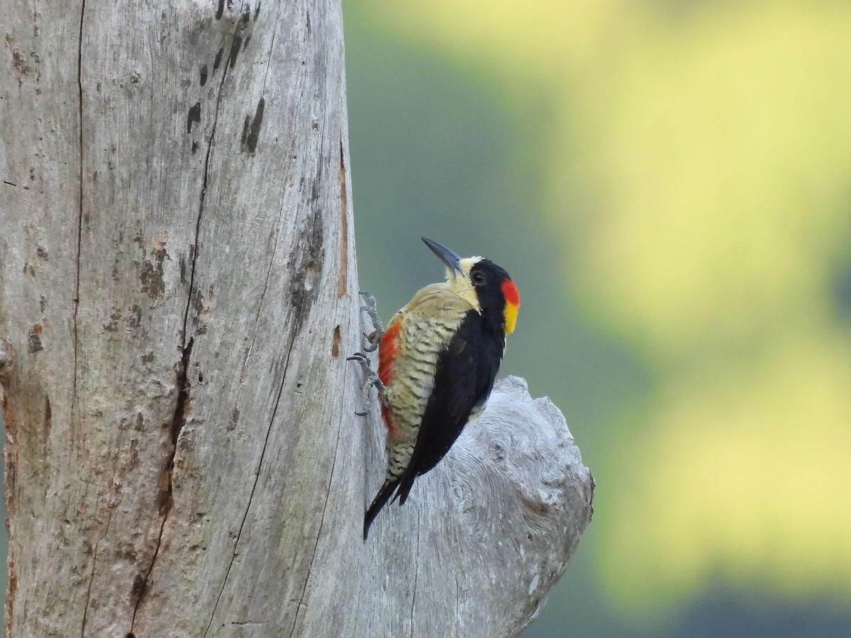 Beautiful Woodpecker - ML622888565