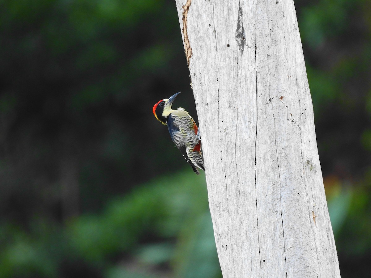 Beautiful Woodpecker - ML622888600