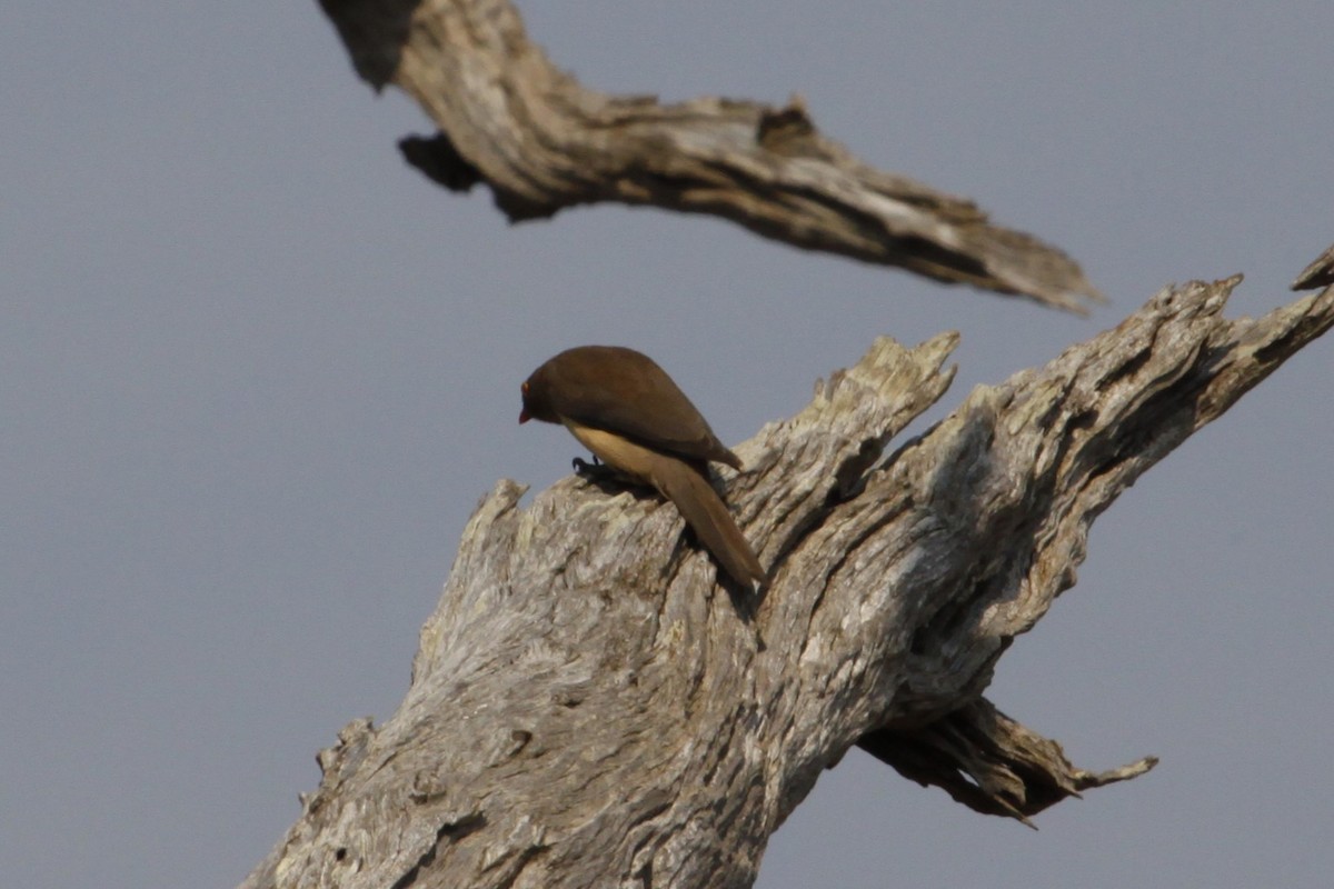 Red-billed Oxpecker - ML622888629