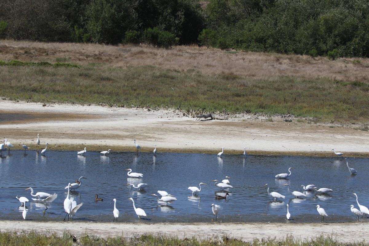 Snowy Egret - ML622888683