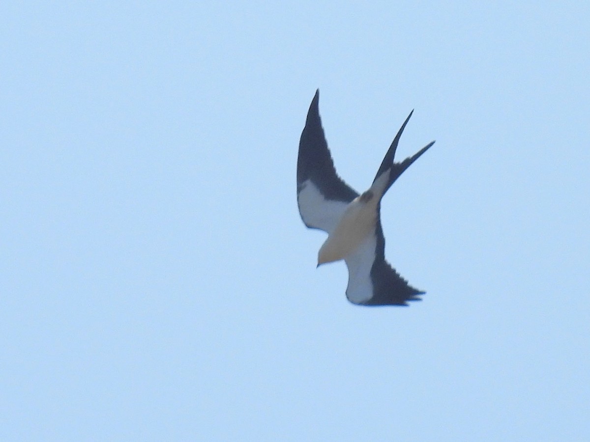 Swallow-tailed Kite - ML622888690