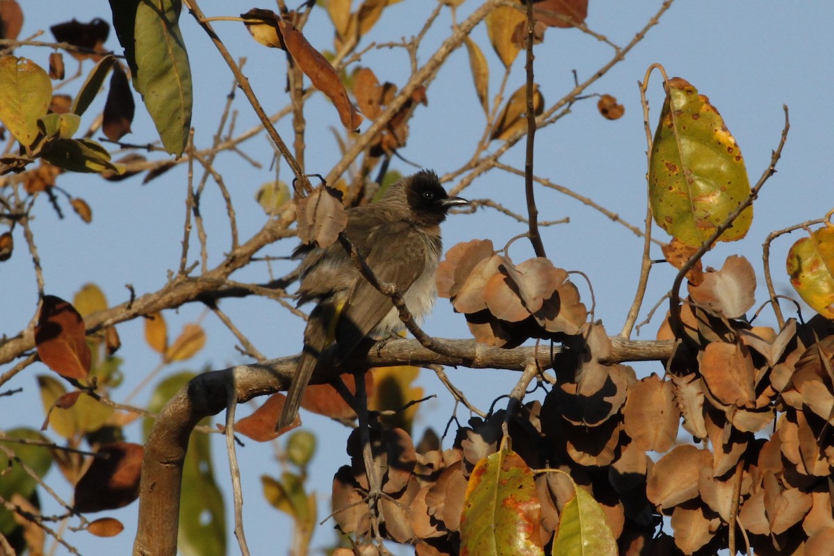 bulbul zahradní [skupina tricolor] - ML622888752