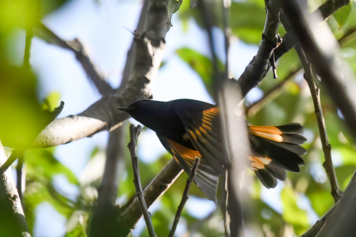 American Redstart - ML622888844