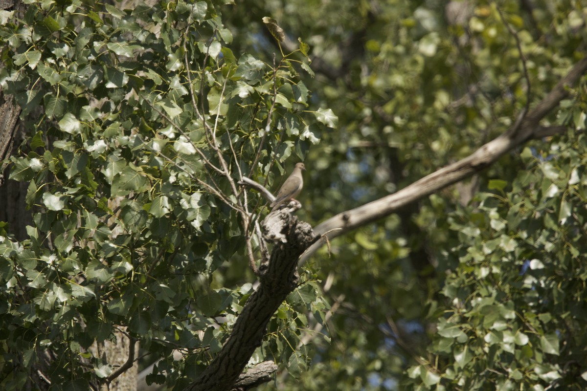 Mourning Dove - Paul Miller