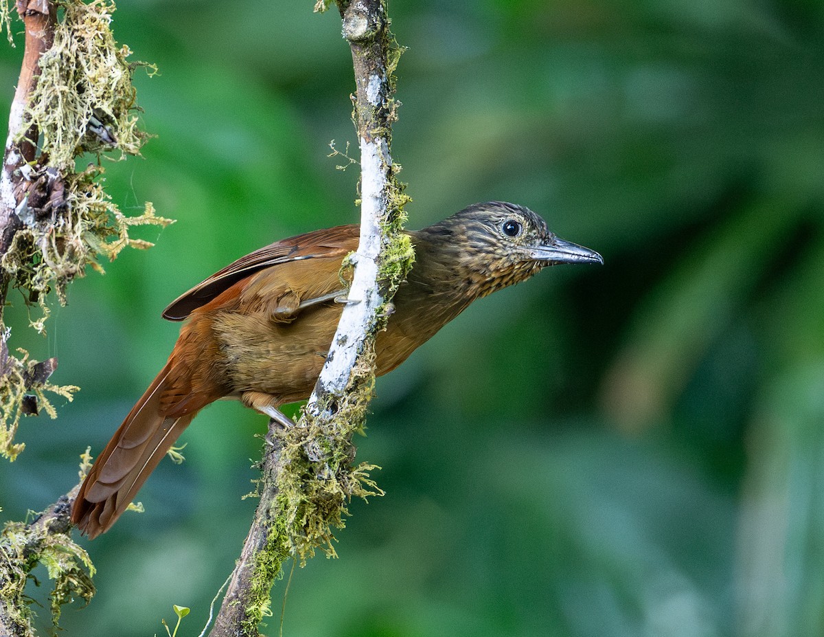 Streak-capped Treehunter - ML622888865