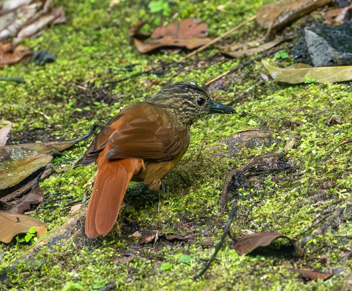 Streak-capped Treehunter - ML622888869