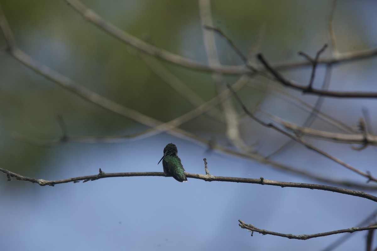 Ruby-throated Hummingbird - ML622888877