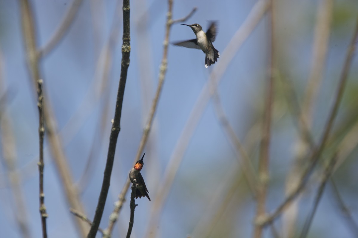 Ruby-throated Hummingbird - ML622888879