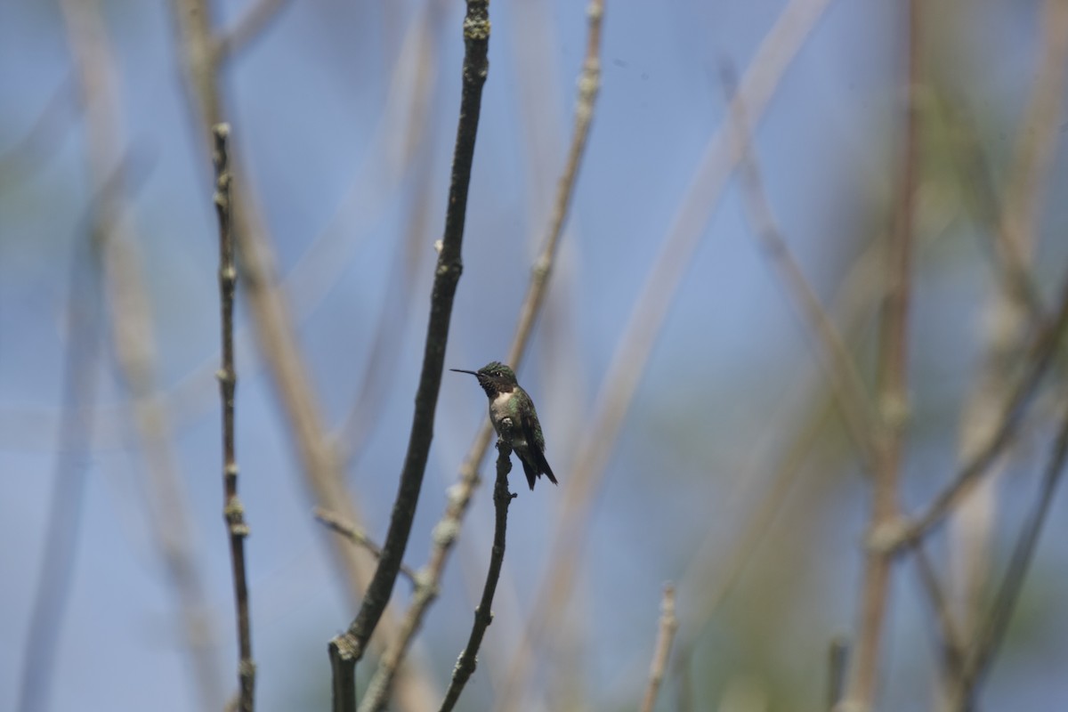 Ruby-throated Hummingbird - ML622888880