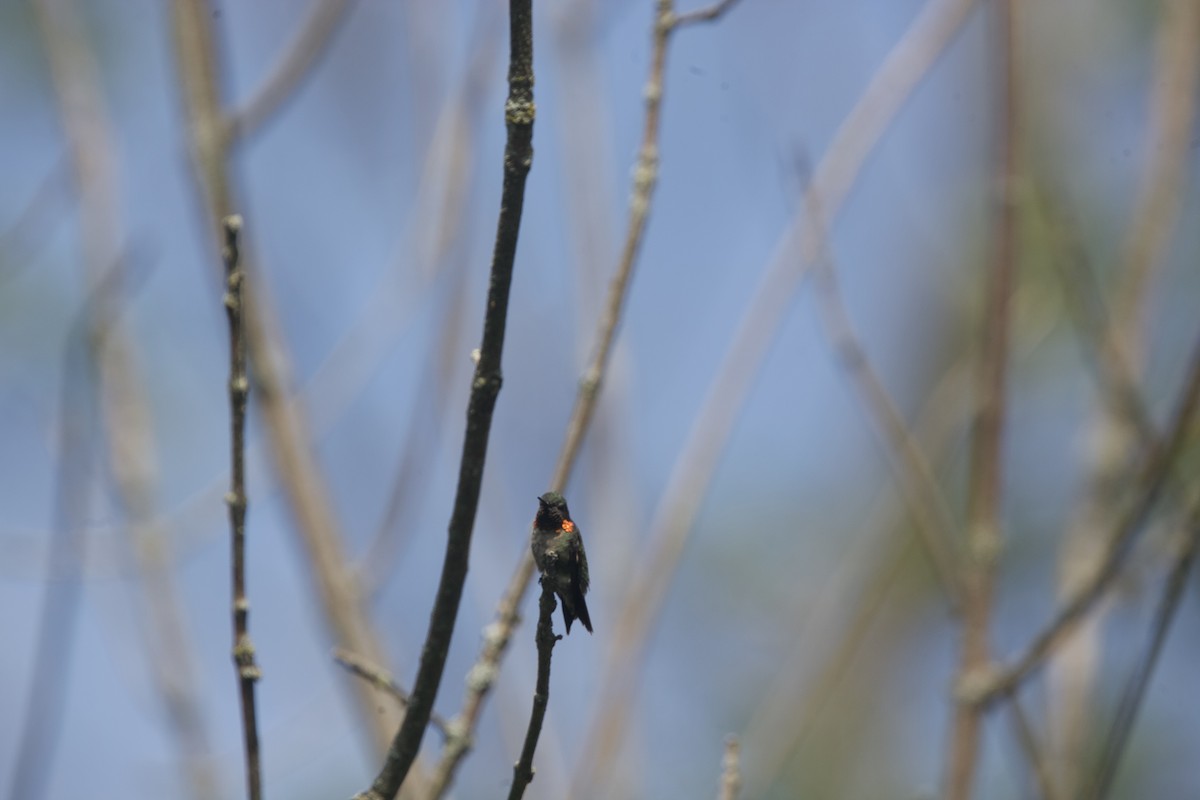 Ruby-throated Hummingbird - ML622888881