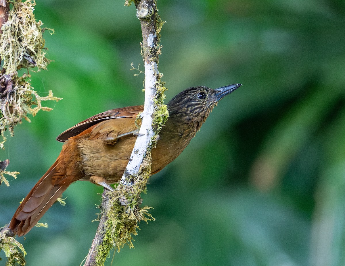 Streak-capped Treehunter - ML622888885