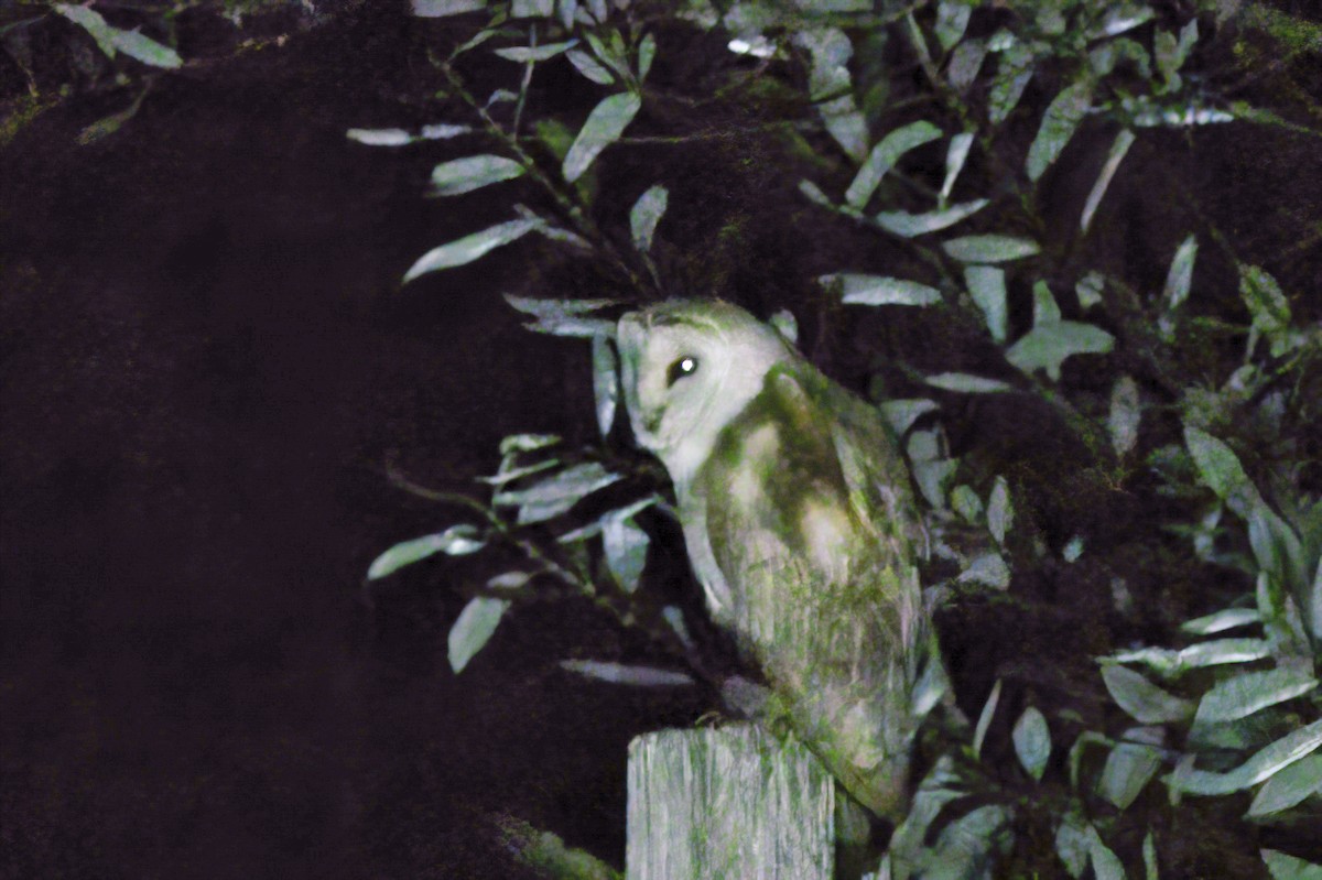 American Barn Owl - ML622888886