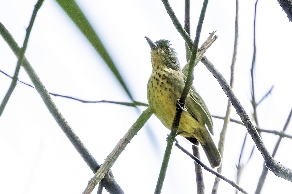 Spot-breasted Antvireo - Michael Cook