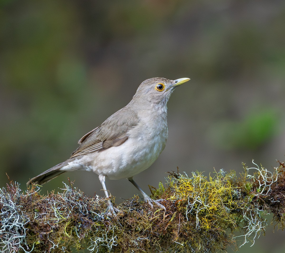 Ecuadorian Thrush - ML622888904