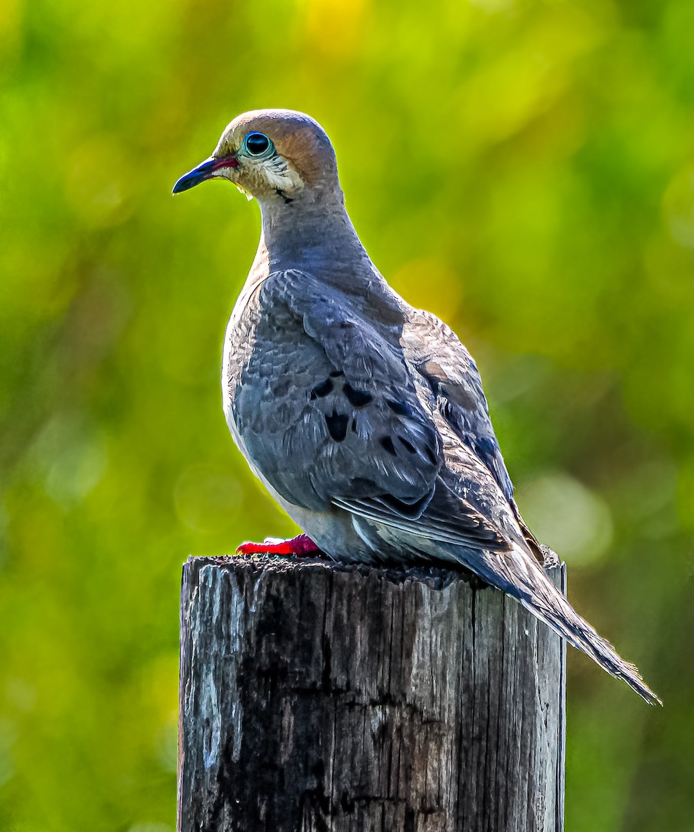 Mourning Dove - ML622888909