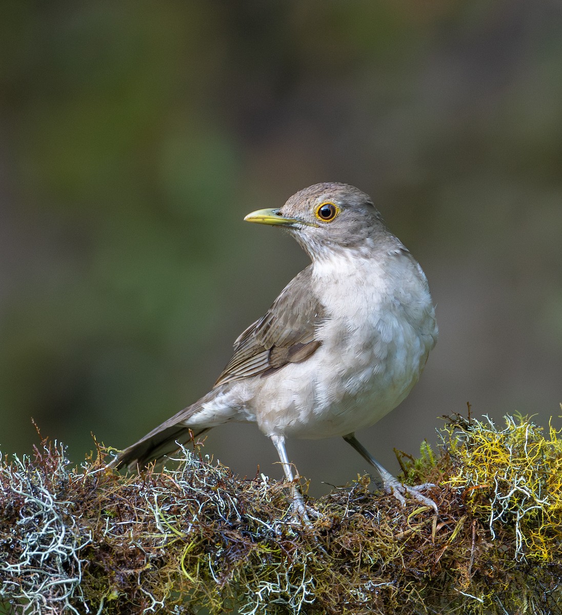 Ecuadorian Thrush - ML622888911