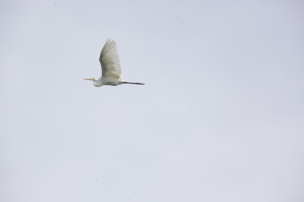 Great Egret - Paul Miller